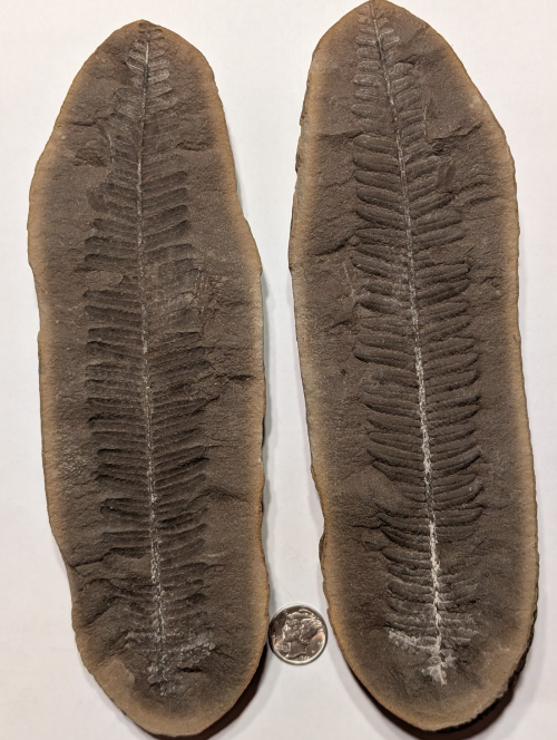 ESCONI's tweet image. Fossil Friday #272: Crenulopteris acadica #fossils #paleontology #FossilFriday #MazonCreek #pennsylvanian #fern
esconi.org/esconi_earth_s…