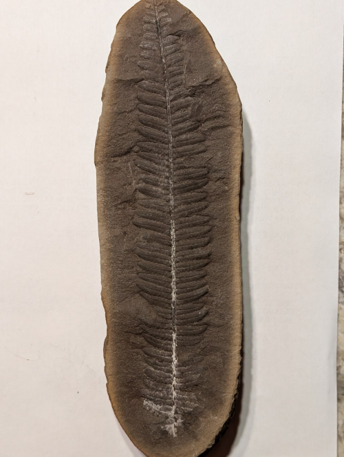 ESCONI's tweet image. Fossil Friday #272: Crenulopteris acadica #fossils #paleontology #FossilFriday #MazonCreek #pennsylvanian #fern
esconi.org/esconi_earth_s…