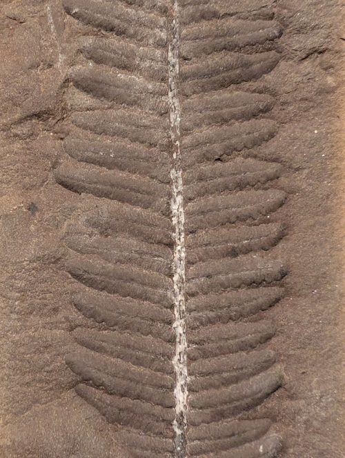 ESCONI's tweet image. Fossil Friday #272: Crenulopteris acadica #fossils #paleontology #FossilFriday #MazonCreek #pennsylvanian #fern
esconi.org/esconi_earth_s…