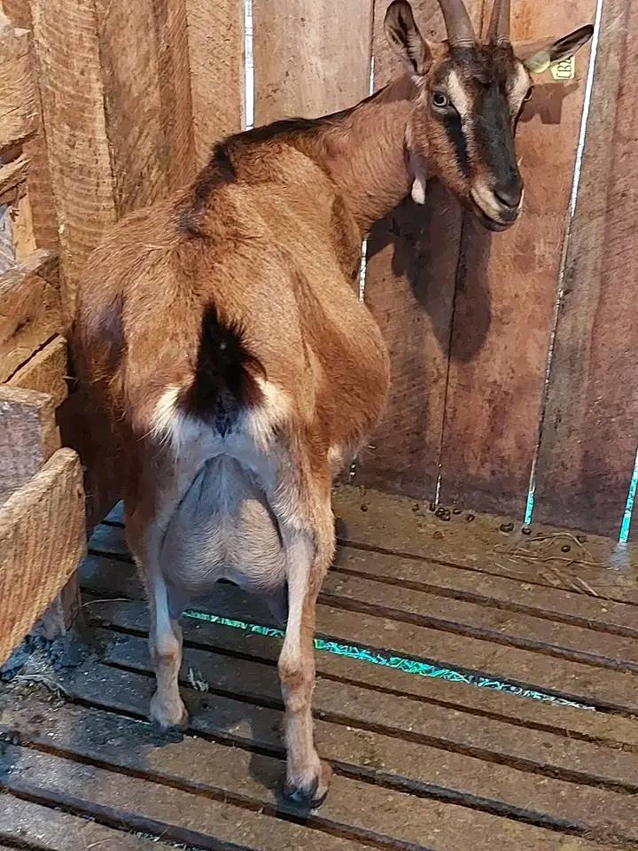 Smart Farmer Africa (@smartfarmerafri) on Twitter photo Healthy and tasty, this goat’s milk could soon be the drink of choice>smartfarmerkenya.com/healthy-and-ta… <a href="/KenyaDairyBoard/">Kenya Dairy Board</a> #milk #dairy Healthy and tasty, this goat’s milk could soon be the drink of choice>smartfarmerkenya.com/healthy-and-ta… <a href="/KenyaDairyBoard/">Kenya Dairy Board</a> #milk #dairy