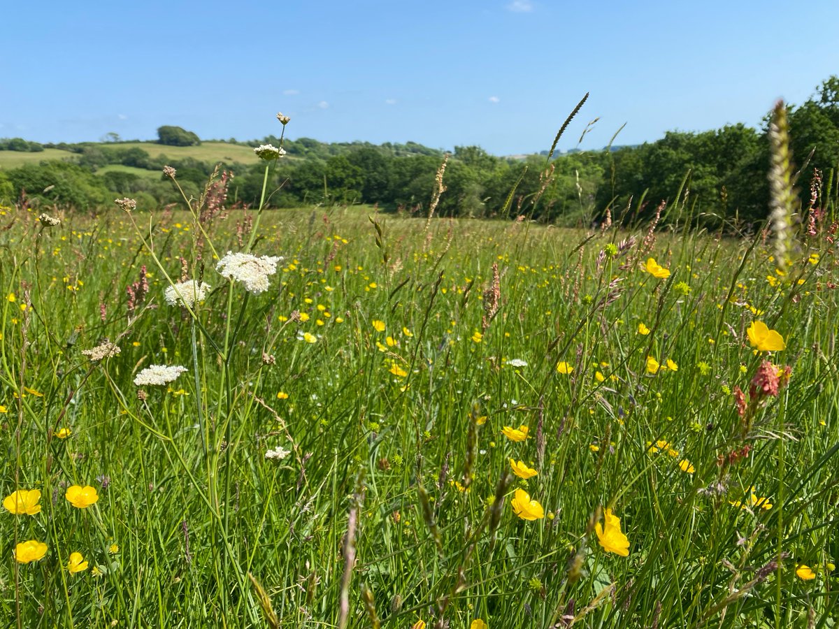 Join botanist and Dorset Wildlife Trustee, Jim White, this Sunday for a walk through the beautiful wildflower meadows of Kingcombe National Nature Reserve to celebrate National Meadows Day! 🌾 🌼🌷

Book your place now 👉 bit.ly/44x7X5U ~ Jack

📸 Dani Wilson