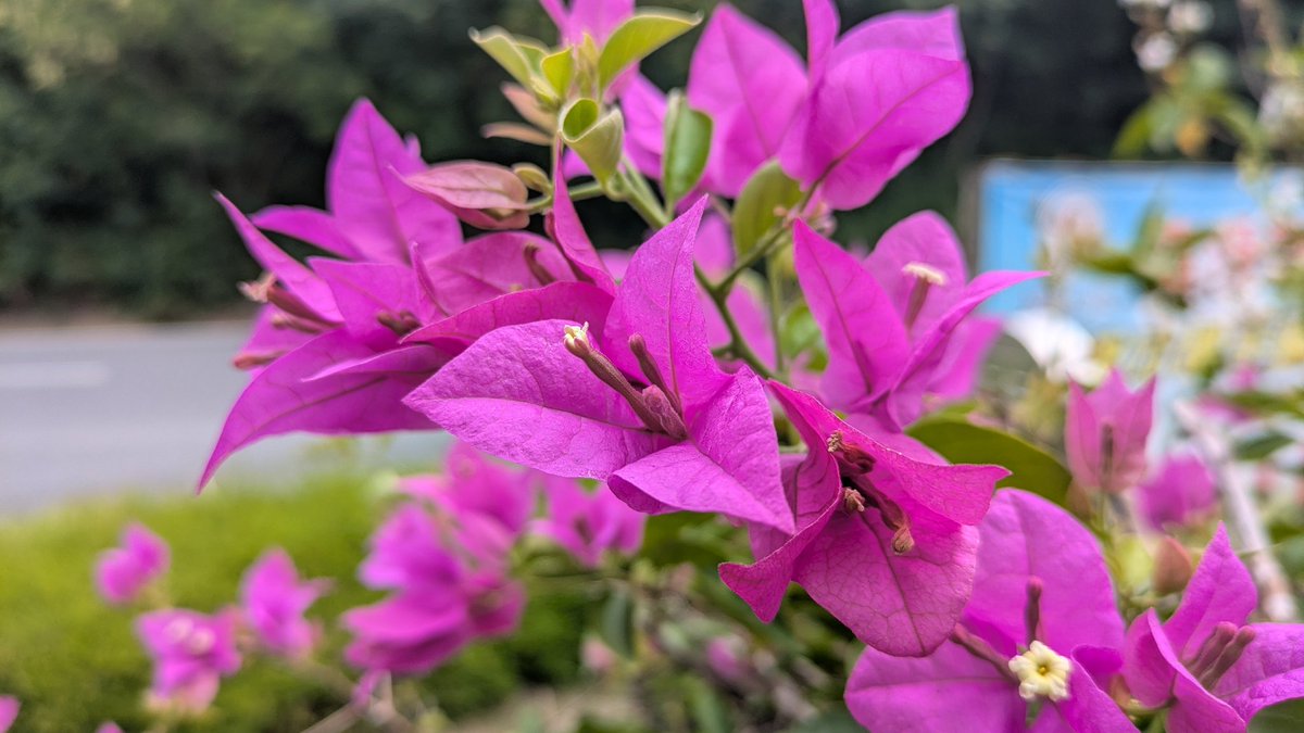 TaiwanStone's tweet image. 九重葛
南美紫茉莉、刺仔花、三角梅、紙花。