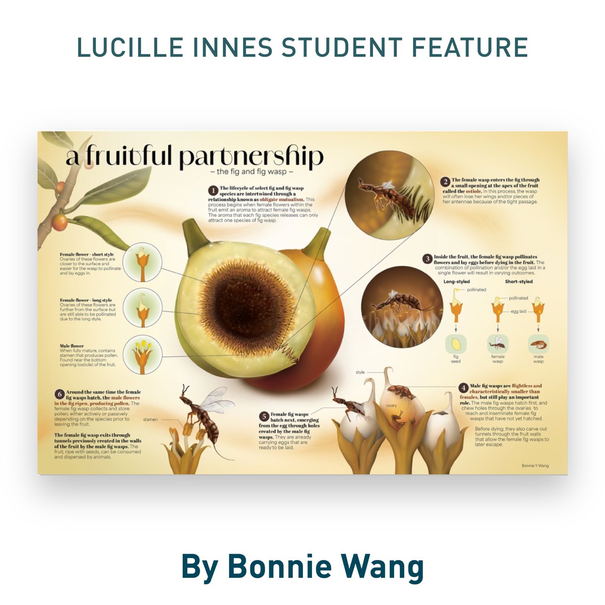 Introducing Bonnie Wang, featured student presenter, at the #VesaliusTrust Lucille Innes Student Showcase on Fri, July 18, 2025 (3:00–4:30 pm) at the <a href="/AMIdotorg/">AMI</a> annual mtg in Grand Rapids, MI. Stop by, meet the recent grads &amp; see what they have been working on. #medart #sciviz