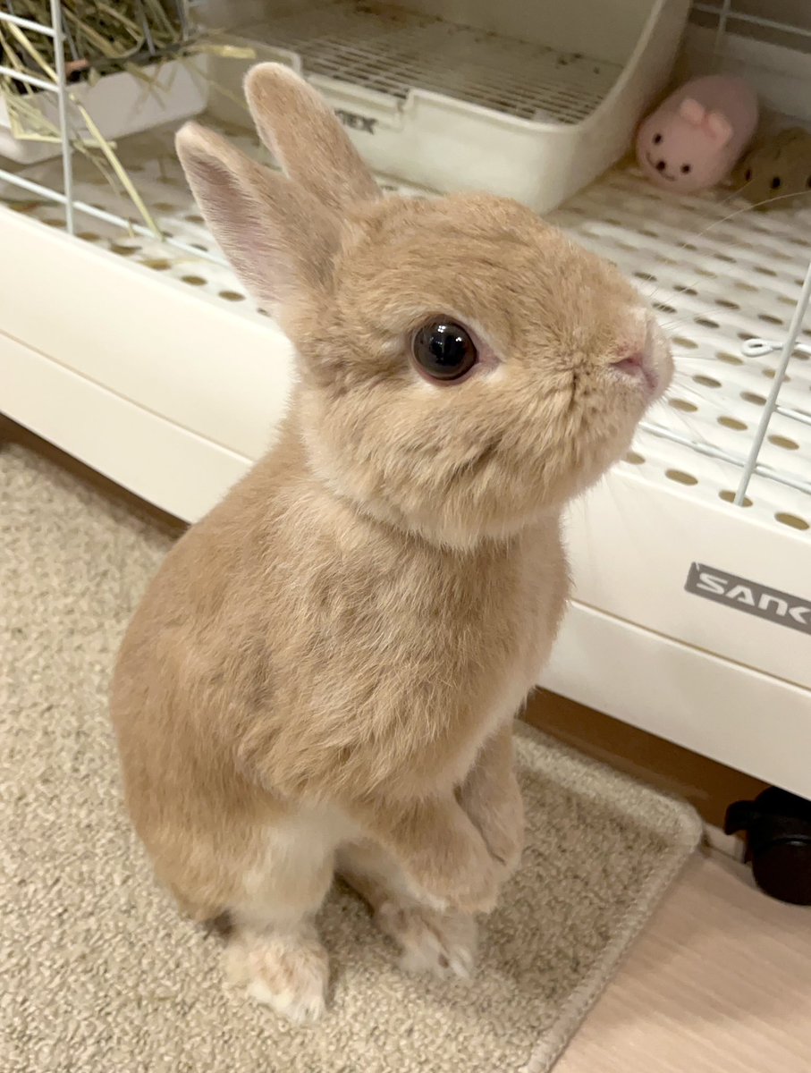 mimimi33chan's tweet image. 可愛いうたっち🥰