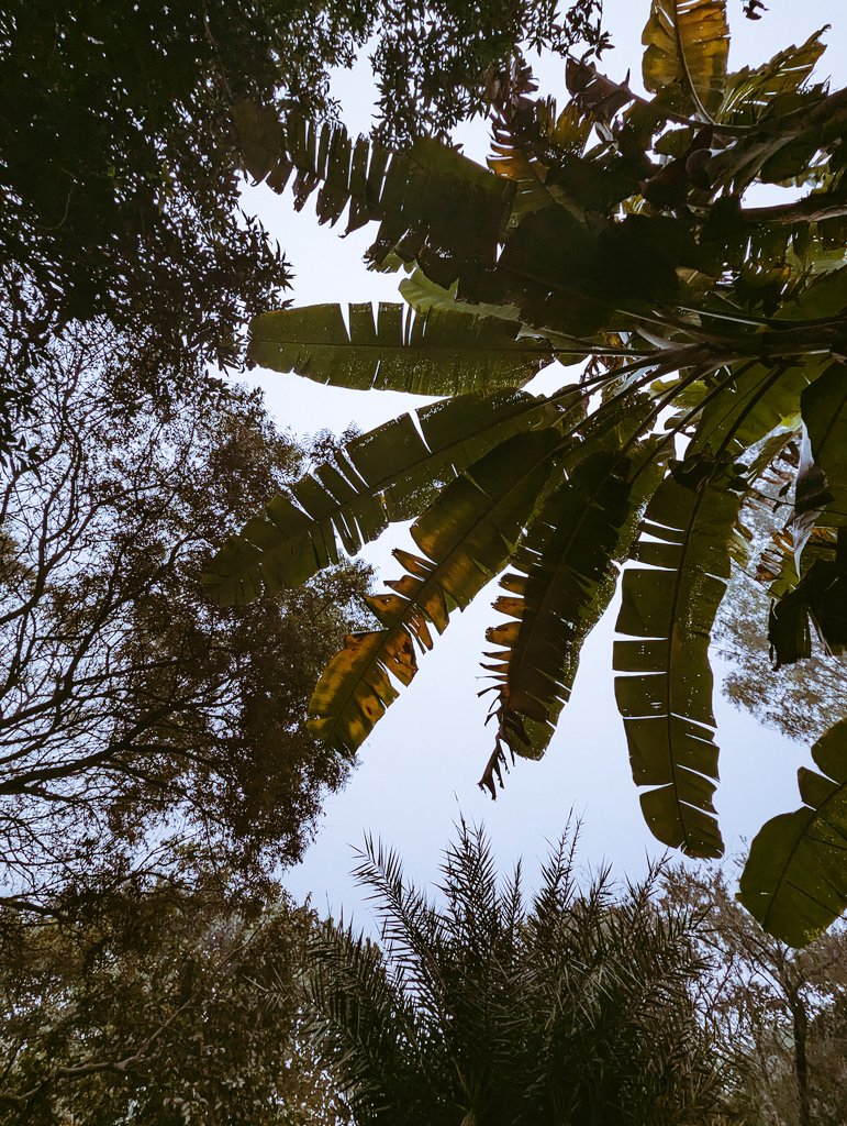 bhavyaxoxo's tweet photo. Do you have beautiful leaves to show? https://t.co/zida9clfkJ