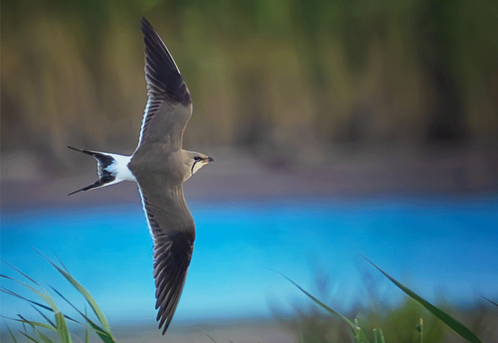 RareBirdAlertUK (@rarebirdalertuk) on Twitter photo Weekly birding round-up: 27 Jun - 3 Jul
<a href="/dunnjons/">Jon Dunn 🇺🇦</a> Dunn brings you his weekly birding roundup looking back at the best birds from around Britain, Ireland and the Western Palearctic.
Read it here rarebirdalert.co.uk/v2/Content/Wee… Weekly birding round-up: 27 Jun - 3 Jul
<a href="/dunnjons/">Jon Dunn 🇺🇦</a> Dunn brings you his weekly birding roundup looking back at the best birds from around Britain, Ireland and the Western Palearctic.
Read it here rarebirdalert.co.uk/v2/Content/Wee…