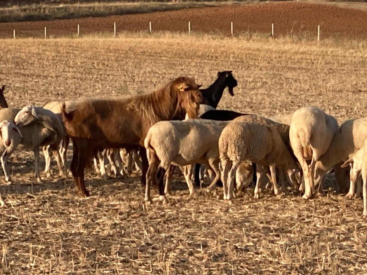 📰Corderos: oscilaciones tanto a la baja como al alza en los precios
Esta semana el mercado de los corderos anotó repeticiones o incluso alguna subida en los animales más pequeños y bajadas en los de más peso, por el descenso de las exportaciones.
agropopular.com/corderos-preci…