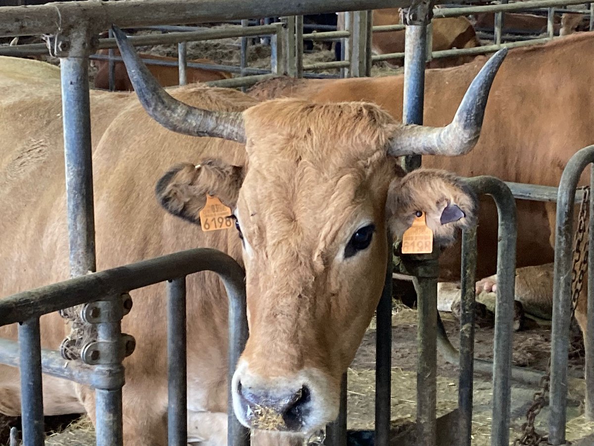 ➡️Vacuno: la estabilidad se asienta en el mercado.
Mercado estable con repeticiones generalizadas en los precios de las canales de vacuno.
agropopular.com/vacuno-comenta…