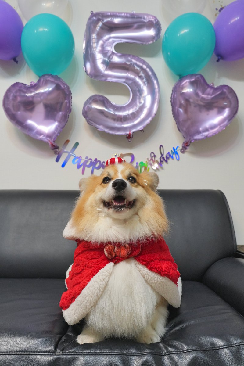 mocosuke1106's tweet image. もこちゃん今日で5才!🎉
こんなに可愛いのに中身おっさんだぁ~😂
#コーギー #corgi #α7cr #sel2070g