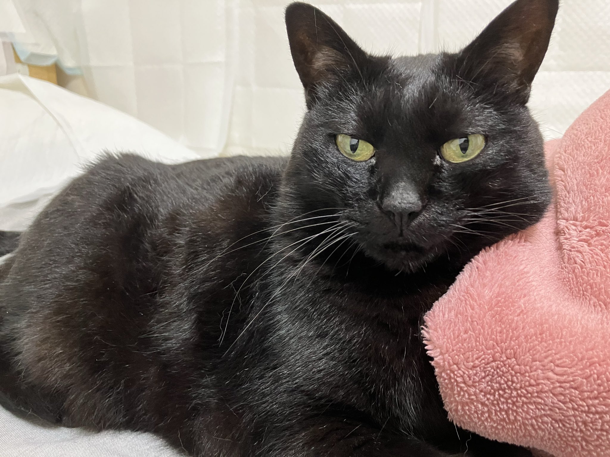 黒猫2 黒猫兄弟 ななとはち | . . お手てお行儀いいねฅฅ ฅฅ