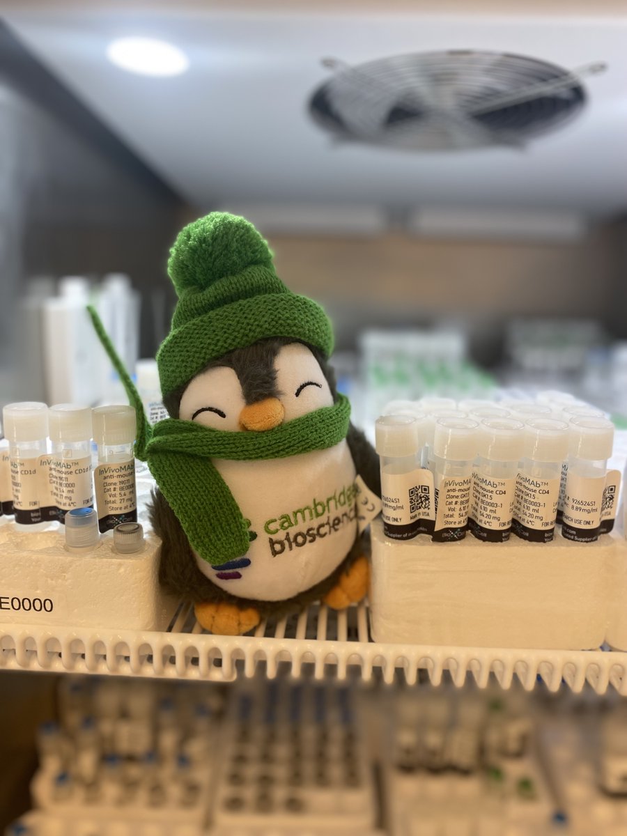 Cambridge Bioscience (@cambridgebiosci) on Twitter photo Finding the summer heat too much? ☀️ 🏖️
🐧 Pep has got the right idea! Here he is in Germany, sheltering with <a href="/invivoantibody/">Bio X Cell</a>'s antibodies! ❄️
#PepThePenguin #Antibodies #Bioscience Finding the summer heat too much? ☀️ 🏖️
🐧 Pep has got the right idea! Here he is in Germany, sheltering with <a href="/invivoantibody/">Bio X Cell</a>'s antibodies! ❄️
#PepThePenguin #Antibodies #Bioscience