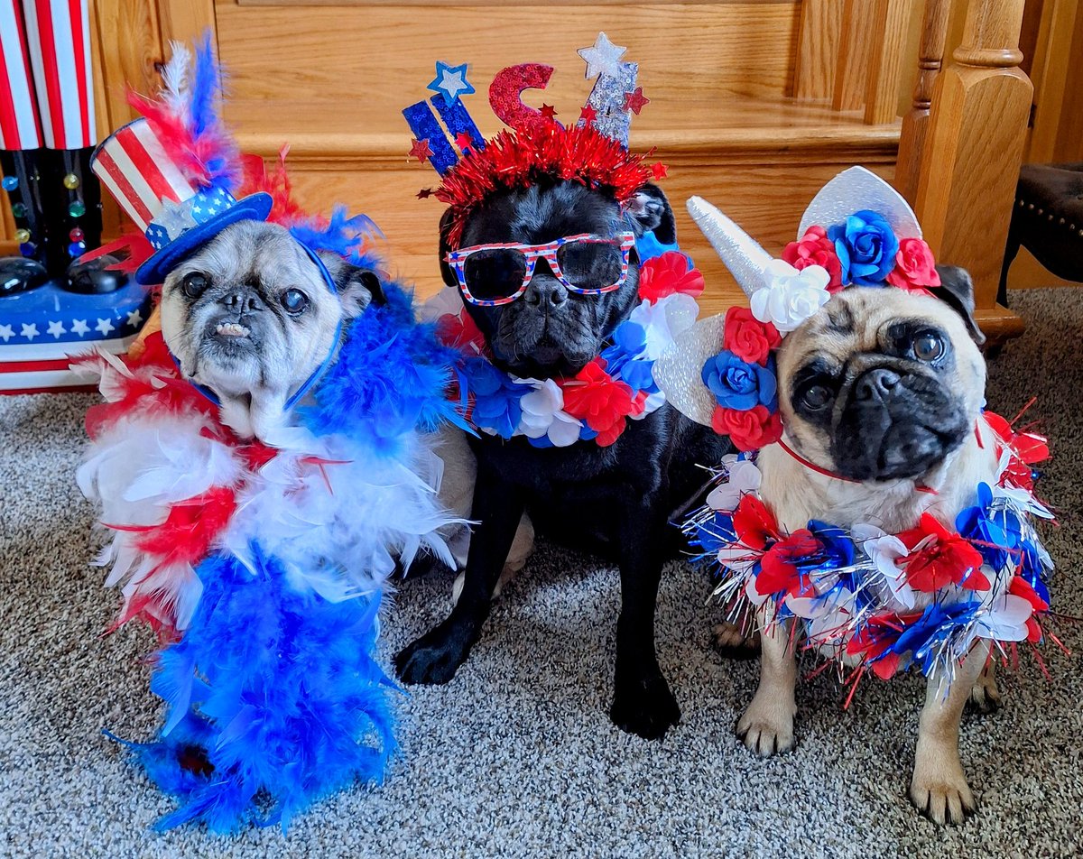 mommasboymushu's tweet photo. Happy #independenceday2025 ❤️💙🤍! FOR THE RECORD, WE DON'T WANT TO BE INDEPENDENT FROM MOMMA! LIFE'S WAY TOO GOOD😄❤️! Have a SAFE & FUN #4thofJuly friends🎉. #PawtyPugs #Lucy #Zinny #Winny #puglife #dogsoftwitter #dogsofx #FashionistaFriday #FestiveAndFun #Pugs #FourthOfJuly https://t.co/KiPtwnXcXv