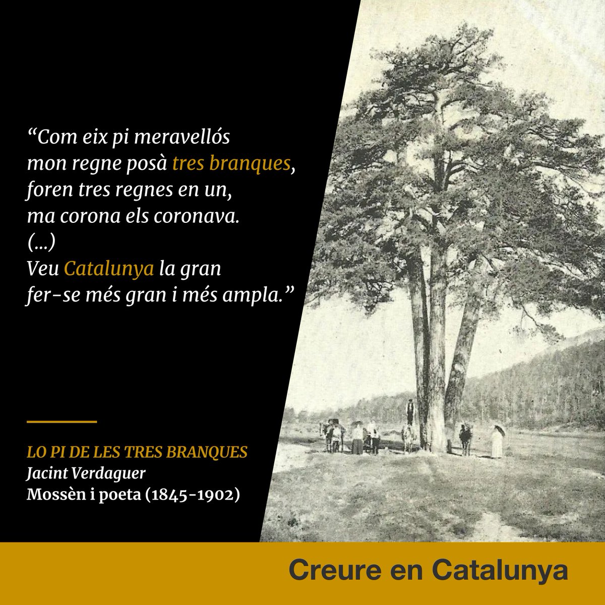 QuimTorraiPla's tweet image. Avui, com cada tercer diumenge de juliol, se celebra l'Aplec del Pi de les Tres Branques, al pla de Campllong (Berguedà). El Pi és un punt de referència i un símbol d’unitat dels Països Catalans. #creureenCatalunya