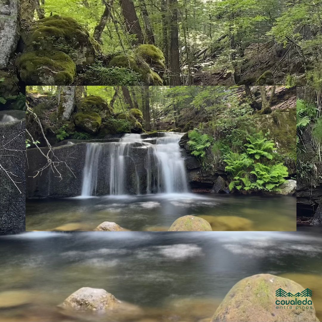 La Cascada del Peñoncito en Covaleda sigue mostrando esos tonos mágicos, ese azul-turquesa intenso que tanto llama la atención, aún se aprecia esa preciosa tonalidad en la poza y en las rocas, rodeada por el frondoso bosque soriano
@Kike
covaleda.es/ruta-de-las-ca…