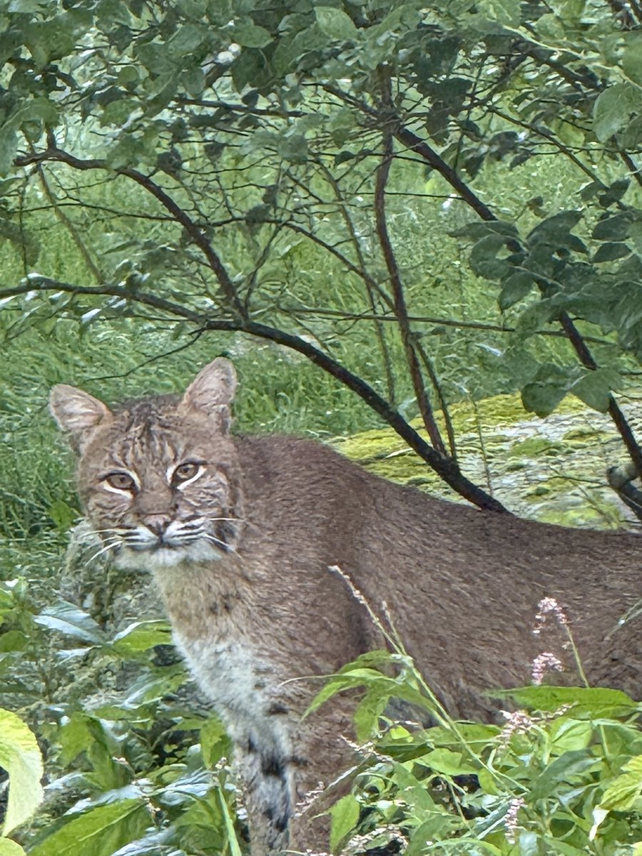 Fourth of July visitor!