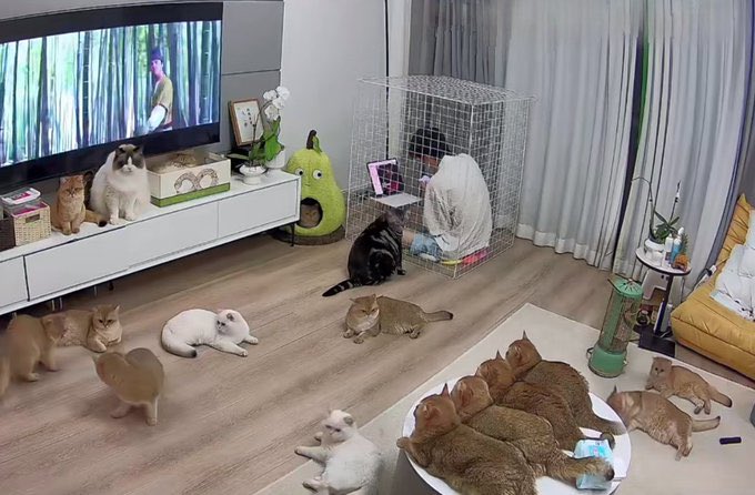 catshealdeprsn's tweet image. I have so many cats at home that I have to work in a cage. Look at me.