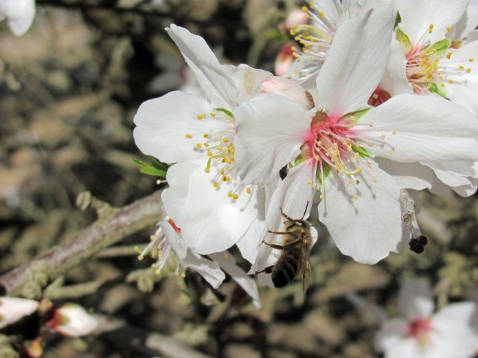 📰Almendras: sin tendencia clara en las cotizaciones
Esta semana se anotaron tanto bajadas como repeticiones en los precios de las almendras.
agropopular.com/almendras-come…
