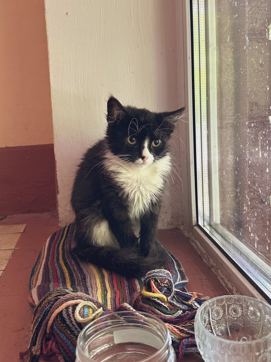 В моем подъезде поселился котенок, предположительно девочка. Дает себя гладить, мурчит. Очень нежная, средней пушистости. Нуждается в любящем человеке. Может кто-то прямо сейчас ищет себе комочек счастья 🙏
Москва, Метро Сокол