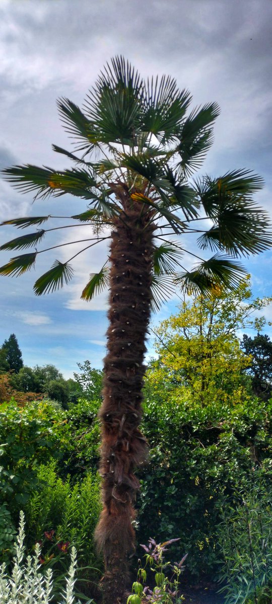 CazCutts1's tweet image. The beautiful Botanical Gardens in Sheffield @Sheff_HousingCo @SheffieldStar