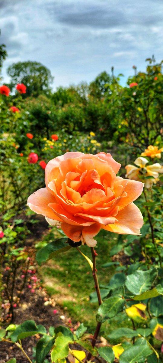 CazCutts1's tweet image. The beautiful Botanical Gardens in Sheffield @Sheff_HousingCo @SheffieldStar
