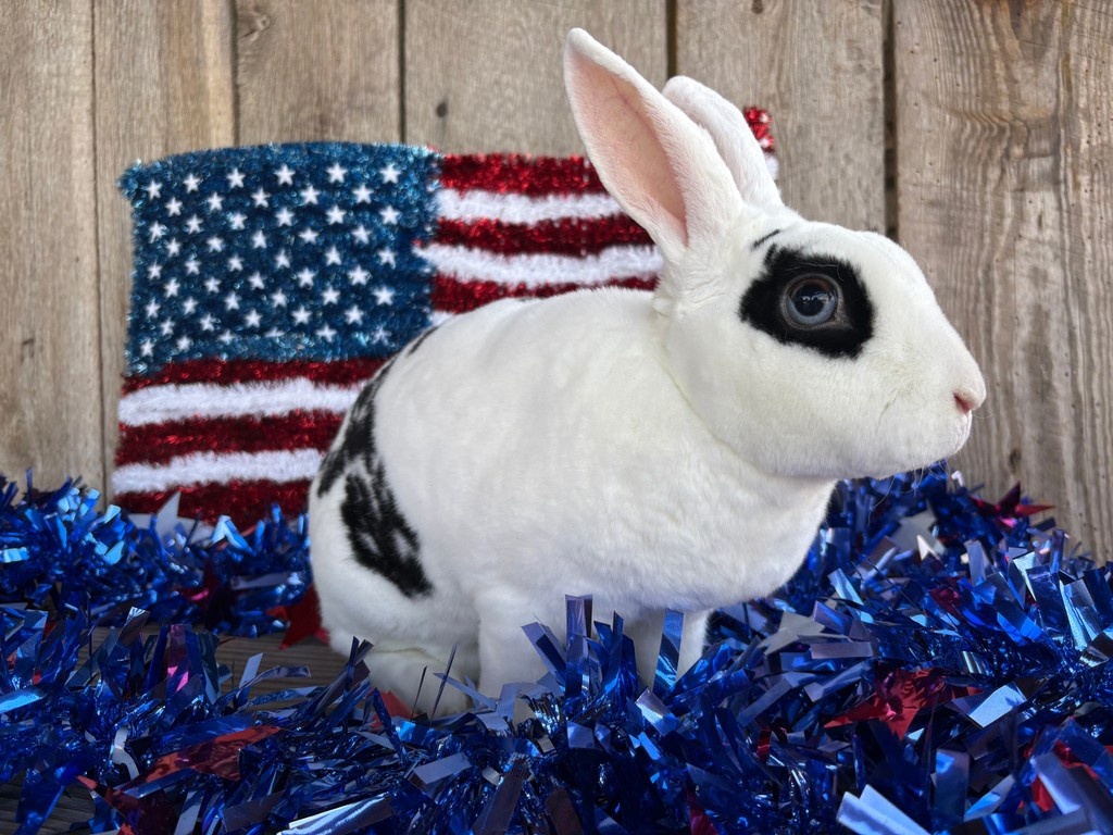 Happy Independence Day from all of the Animal Ambassadors and staff at Rescue Ranch!

#IndependenceDay #4thofJuly #USA #RescueRanch1424