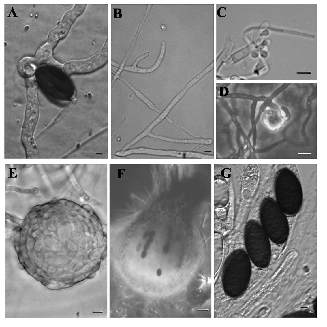 PeerComJournal's tweet image. Now published in Peer Community Journal, #genomics section: Sexual reproduction is controlled by successive transcriptomic waves in Podospora anserina
peercommunityjournal.org/articles/10.24…