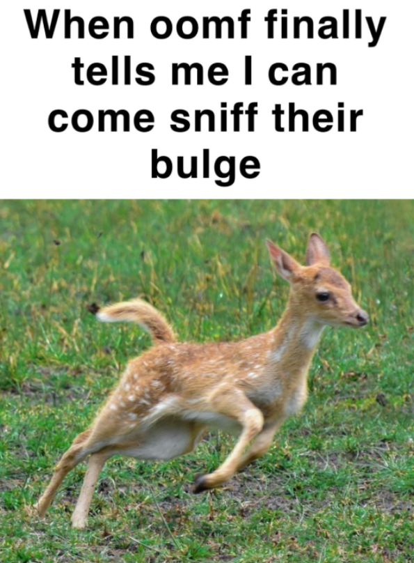 transgendeer (@ciervatonta) on Twitter photo 