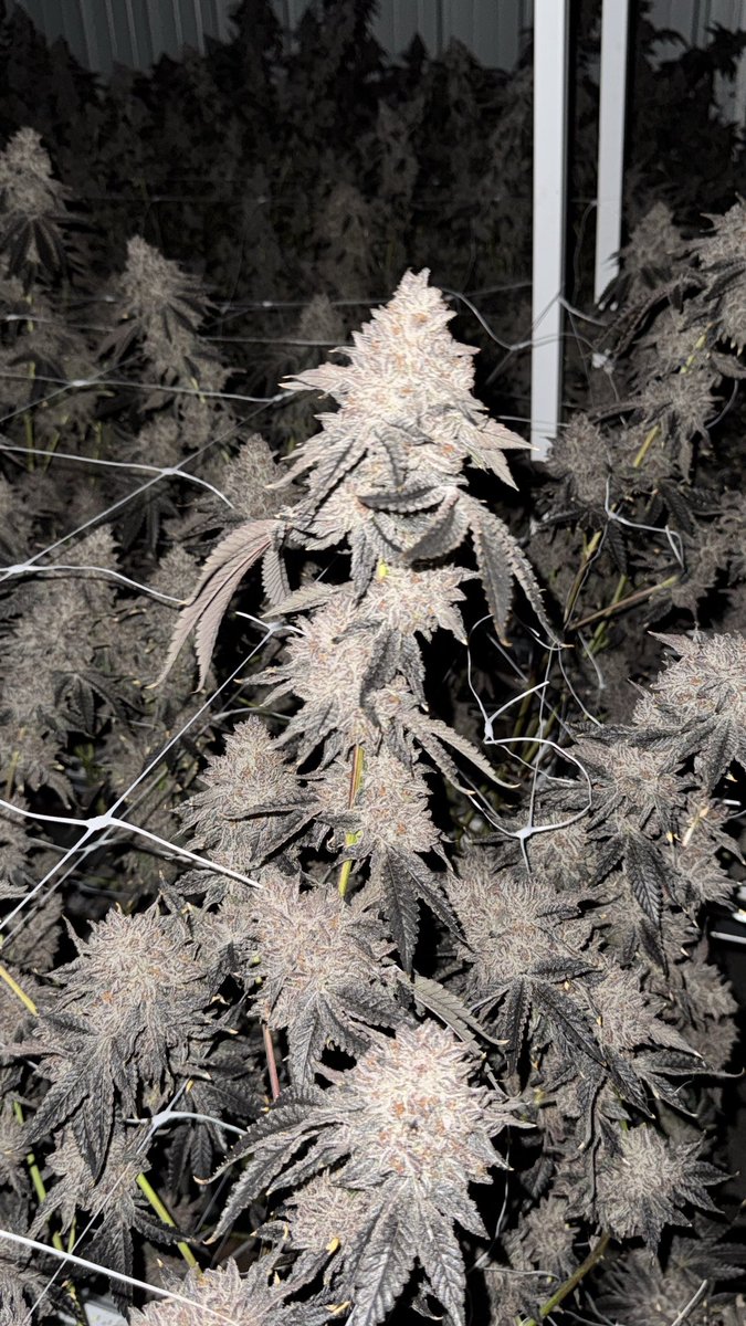 Divergent tweet media