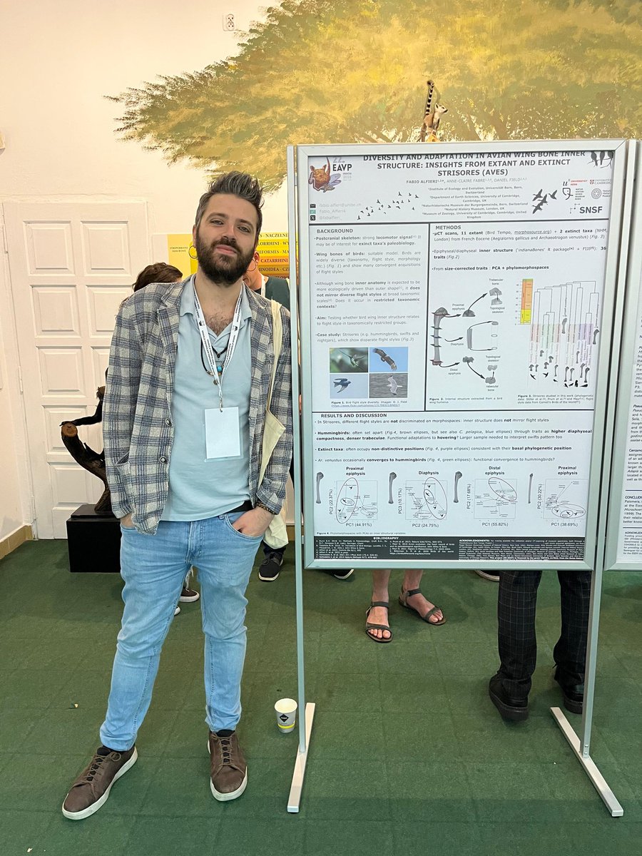 fabalfieri_'s tweet image. Being close to submit my first postdoc results, I am glad to present further preliminary data on extant and extinct Strisores birds at #EAVP2025 in Krakow @grumpyDrFabre @fieldpalaeo @snsf_ch