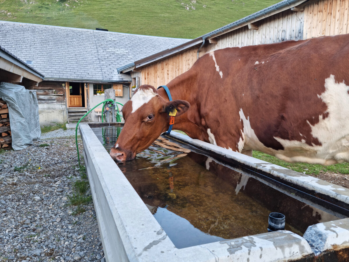 Blue News (@bluecommunityzh) on Twitter photo SAV warnt: Wasser auf Alpen wird knapp
Die (erste) Hitzewelle geht zwar ihrem Ende zu, vielerorts ist es aber weiterhin viel zu trocken. Auf den Alpen könnte das Wasser knapp werden.
schweizerbauer.ch/politik-wirtsc… SAV warnt: Wasser auf Alpen wird knapp
Die (erste) Hitzewelle geht zwar ihrem Ende zu, vielerorts ist es aber weiterhin viel zu trocken. Auf den Alpen könnte das Wasser knapp werden.
schweizerbauer.ch/politik-wirtsc…