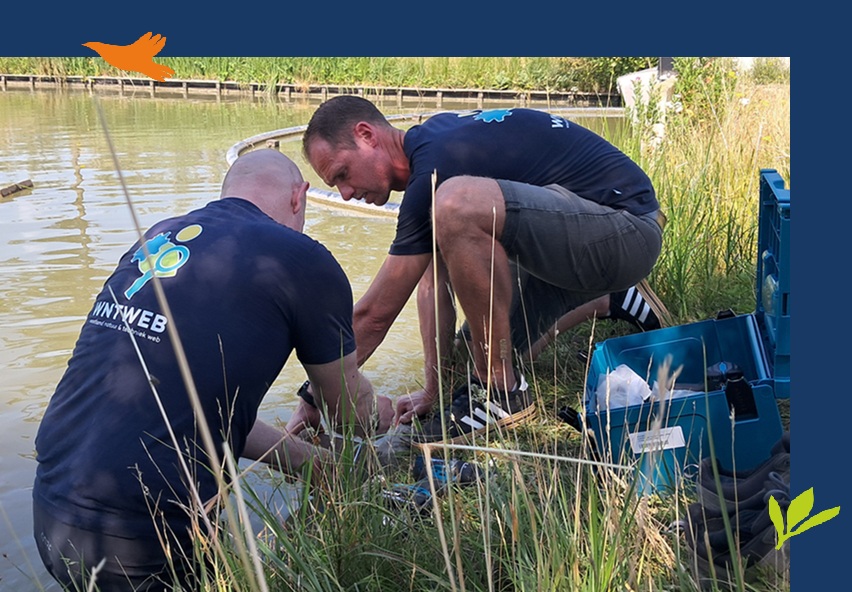🌿🔧 Techniek voor de natuur! Afgelopen week hebben gastdocenten van WNTweb samen met studenten van MBO Westland faunatrappen gemaakt én geplaatst, in opdracht van Gemeente Westland. 🐸🐭 Deze trappen helpen kleine dieren weer veilig uit watergangen te klimmen #Biodiversiteit