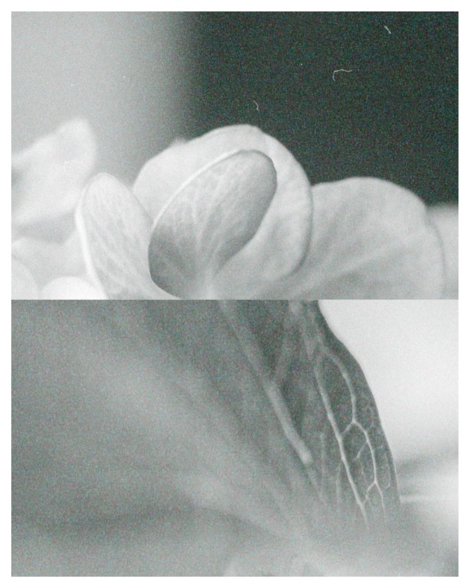 x_ct8n's tweet image. hydrangea