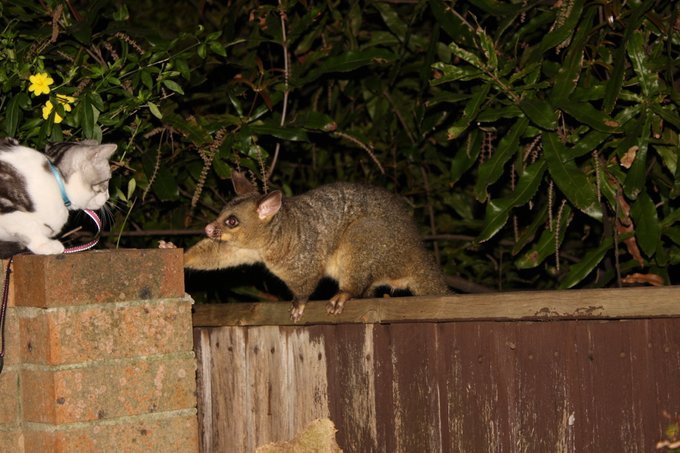 wombatwalking's tweet image. Diary of a cat servant: A #FlashbackFriday to Ella with her very first and best possum friend.