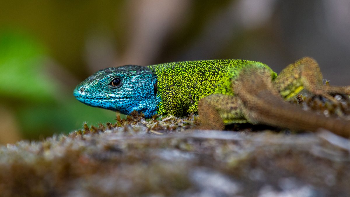 Los bosques son hogar de cerca del 80 % de la #biodiversidad terrestre del planeta. 

Refugio de vida, equilibrio y futuro 🌳✨