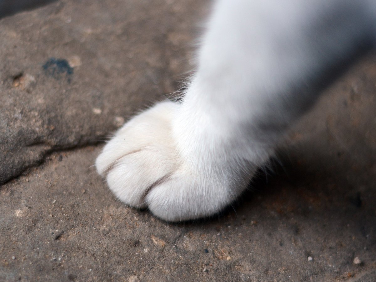 🐈🇫🇷 「猫をかぶる」ってフランス語で？
初対面ではおとなしく見せたり、うわべの態度を取り繕ったり…。
そんな「猫をかぶる」は、フランス語で faire patte de velours（ベルベットの足＝猫の足をする） と言います。
ふんわりとした前足の裏には、したたかさが潜んでいるかもしれません…🐾