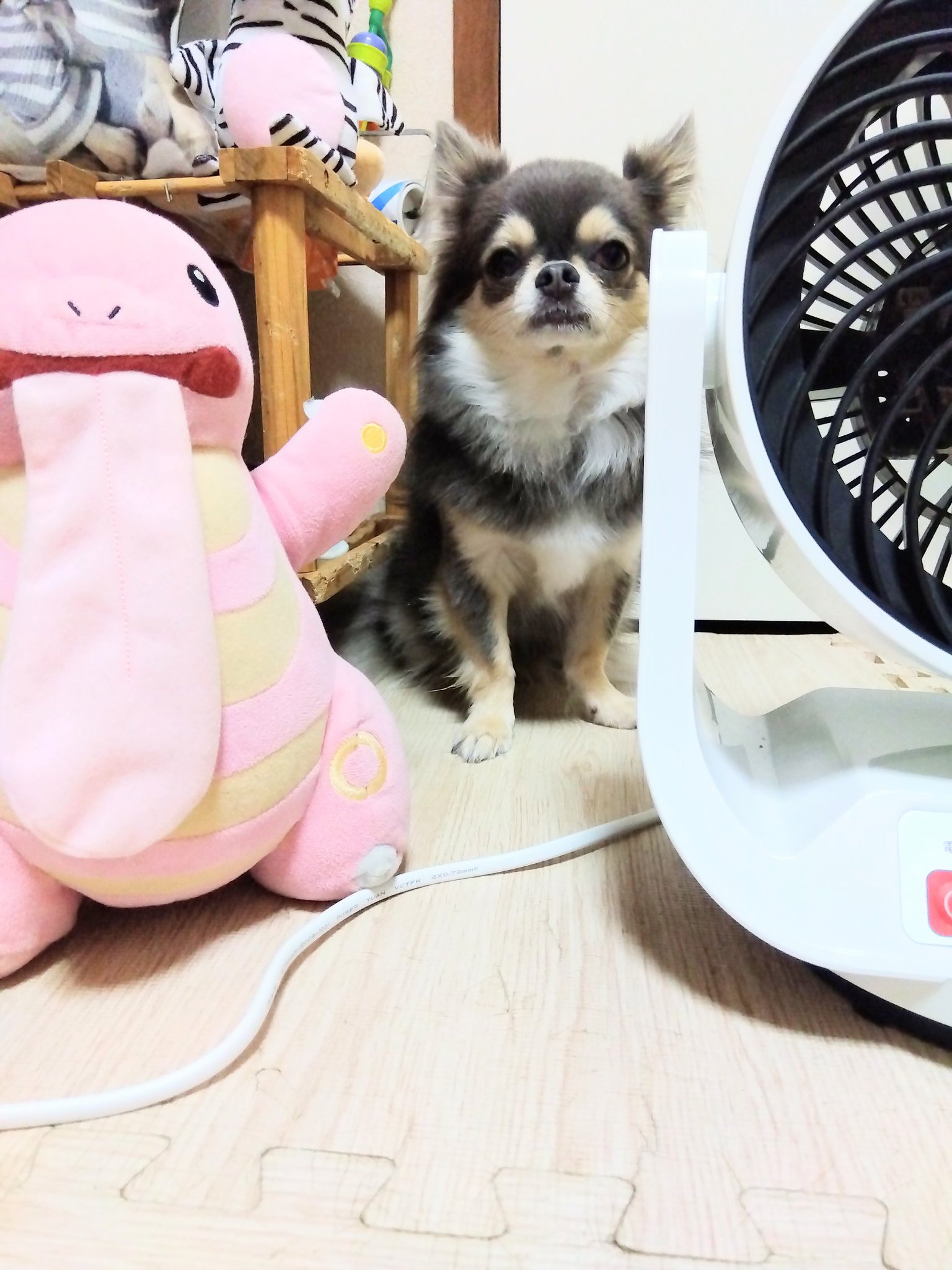 チワワ 🐾ちくわ🐾 on X: 
