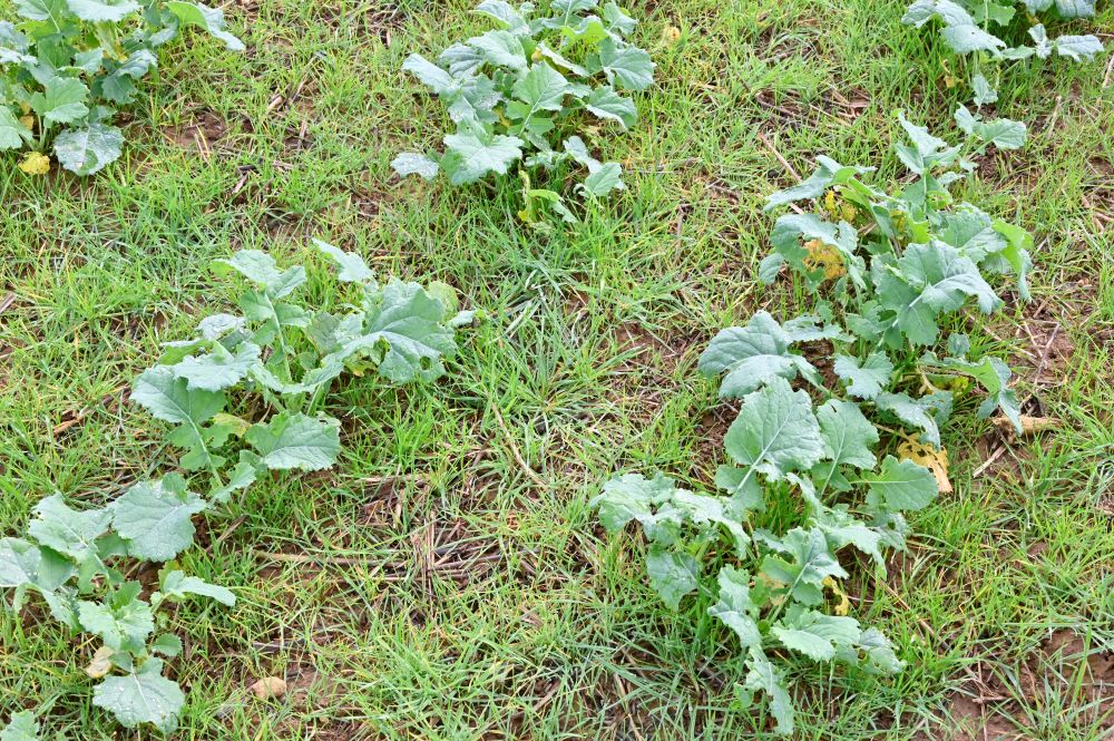 Lutte contre les graminées dans le #colza : la gestion durable passe par l'utilisation raisonnée de la chimie et des leviers agro (labour opportuniste, faux-semis, décalage date de semis, etc.)
👉terresinovia.fr/-/graminees-da…