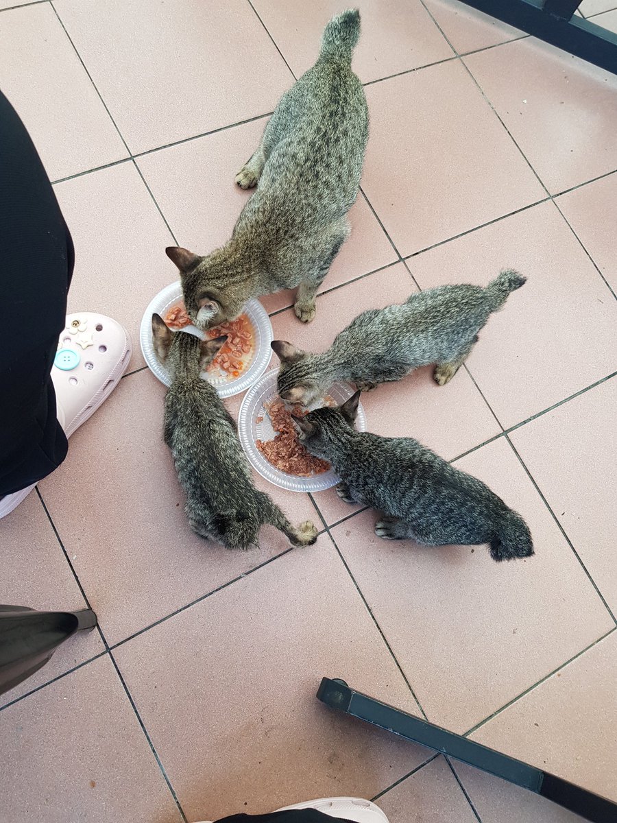 AzfarinazAmran's tweet photo. Feeding the stray today. Precint 9 Food court Putrajaya. Siapa yang nak adopt, please come and get them.
I dah ada 40 ekor kat rumah. Tak mampu lagi nak ambil. Please help.
#StrayCat #Putrajaya #keepClean #ThrowAfterYouFeed https://t.co/O7TUqq17Ms