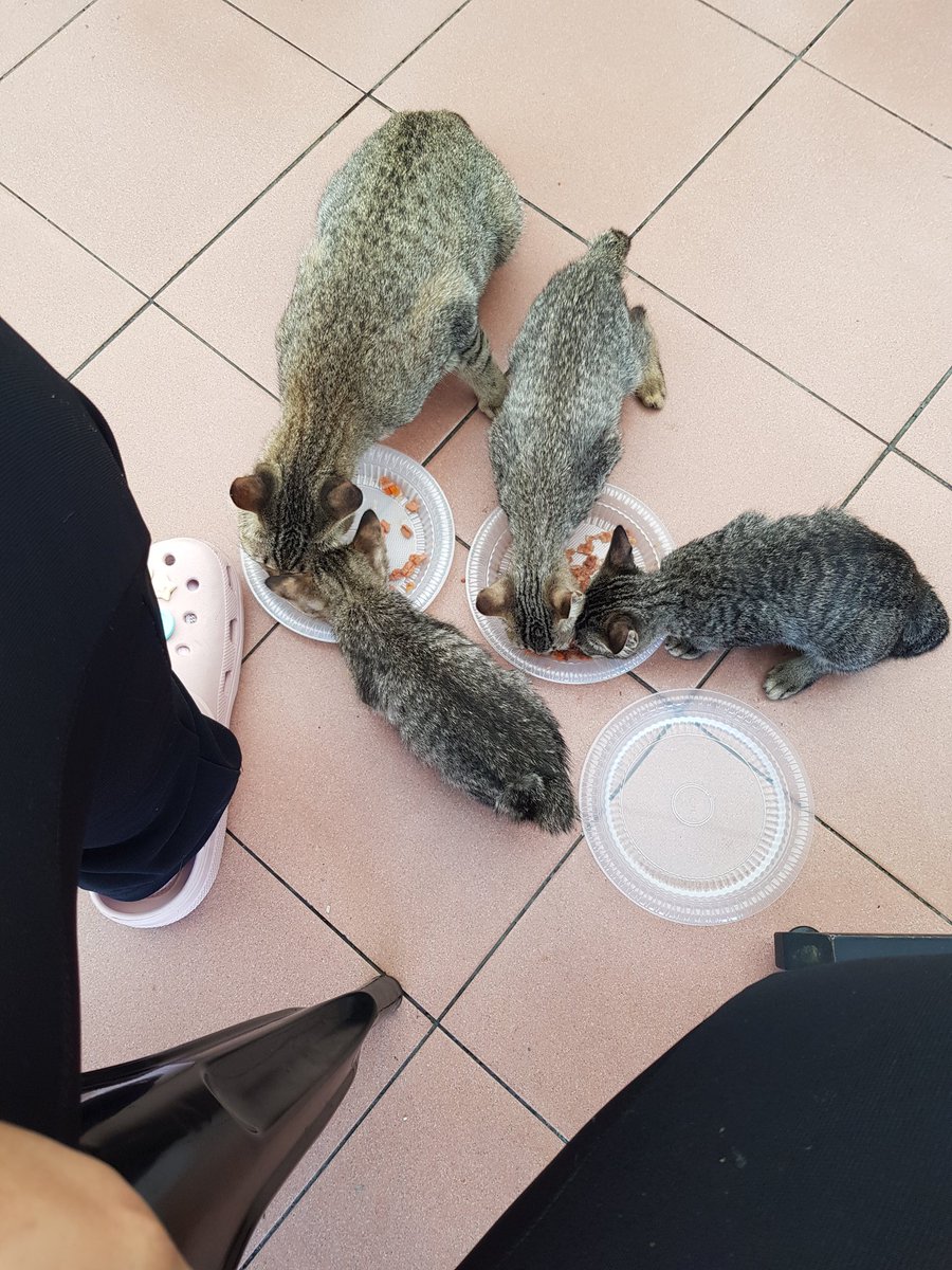 AzfarinazAmran's tweet photo. Feeding the stray today. Precint 9 Food court Putrajaya. Siapa yang nak adopt, please come and get them.
I dah ada 40 ekor kat rumah. Tak mampu lagi nak ambil. Please help.
#StrayCat #Putrajaya #keepClean #ThrowAfterYouFeed https://t.co/O7TUqq17Ms