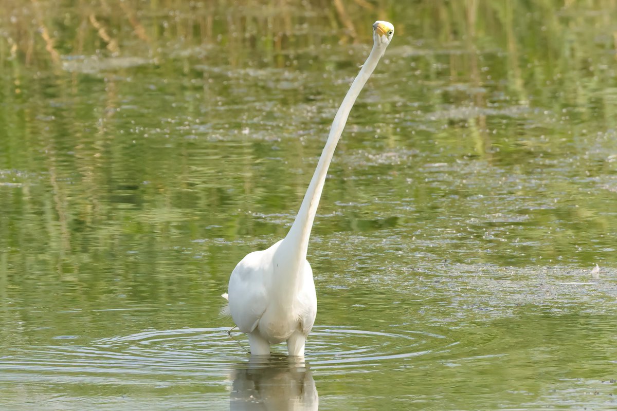 Jthomas123Jay's tweet photo. RSPB Ham Wall few weeks ago
1.Grey Heron
2. Marsh Harrier (f)
3. Great White Egret
4. Bittern
#rspbhamwall https://t.co/w76oTiZrUd