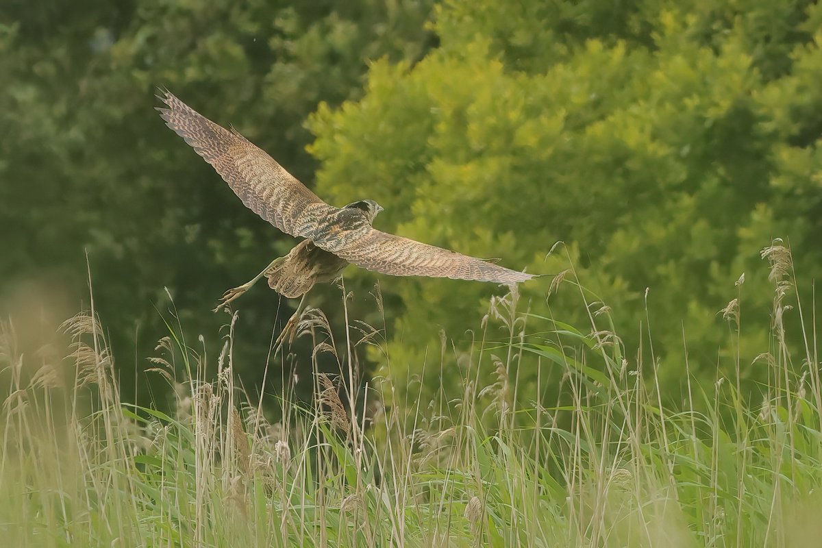 Jthomas123Jay's tweet photo. RSPB Ham Wall few weeks ago
1.Grey Heron
2. Marsh Harrier (f)
3. Great White Egret
4. Bittern
#rspbhamwall https://t.co/w76oTiZrUd