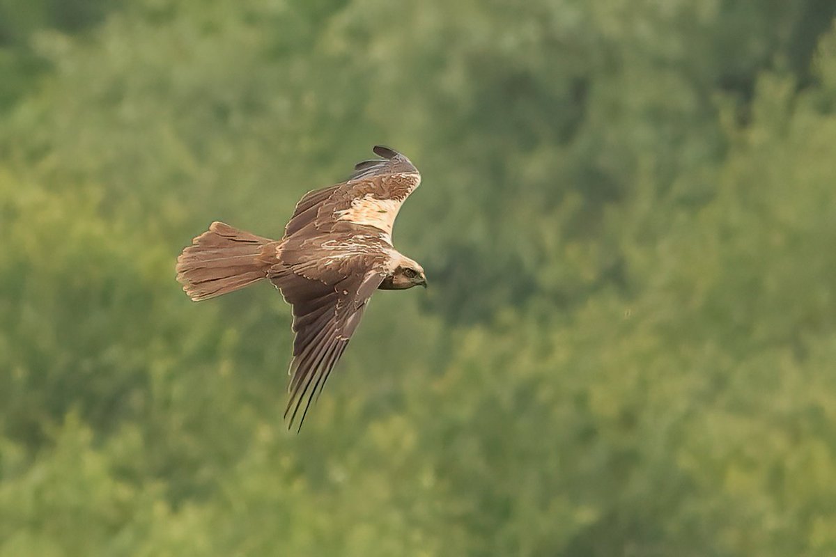 Jthomas123Jay's tweet photo. RSPB Ham Wall few weeks ago
1.Grey Heron
2. Marsh Harrier (f)
3. Great White Egret
4. Bittern
#rspbhamwall https://t.co/w76oTiZrUd