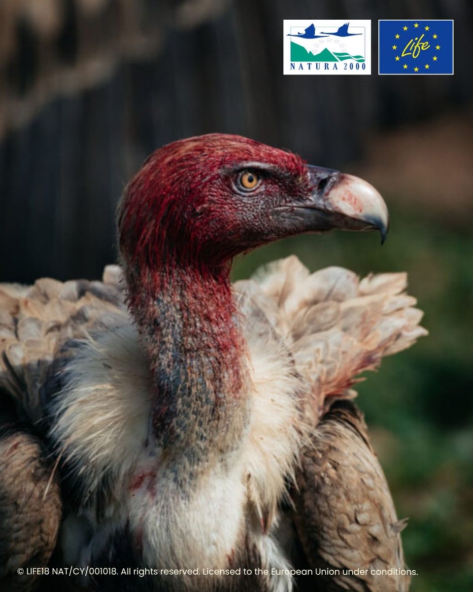 LIFE Programme tweet media