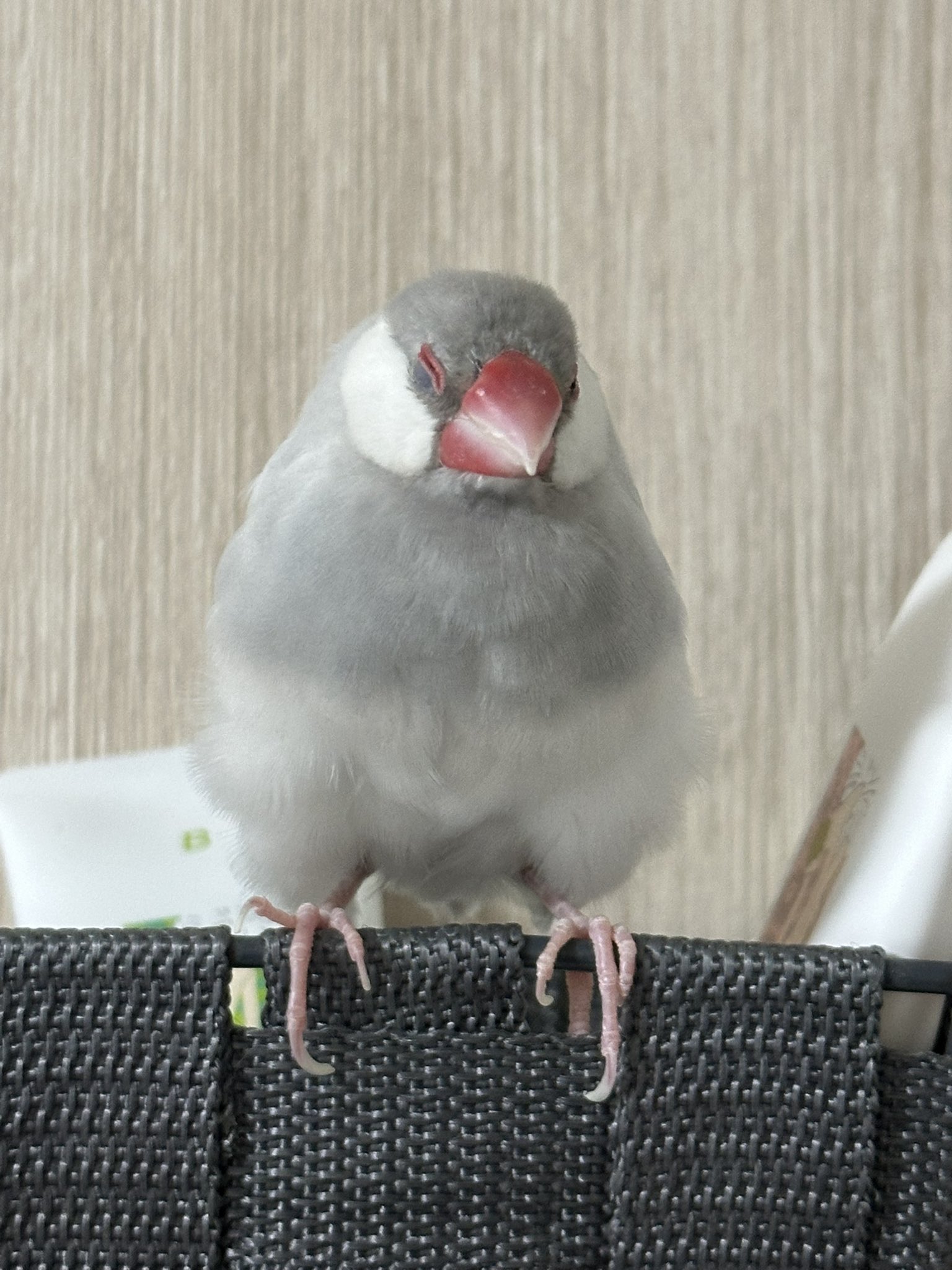 パラキート (@s_03695_BIRDMEN) / X