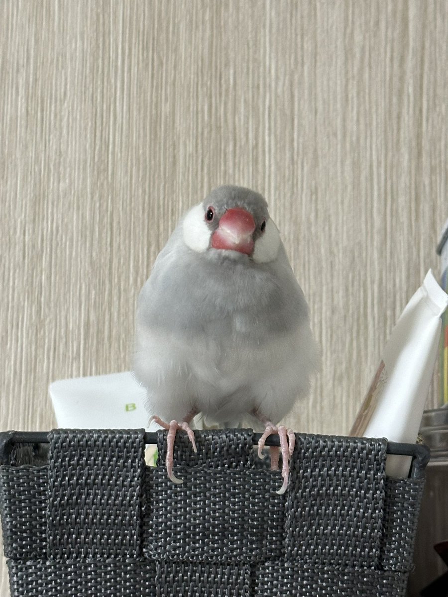 パラキート (@s_03695_BIRDMEN) / X