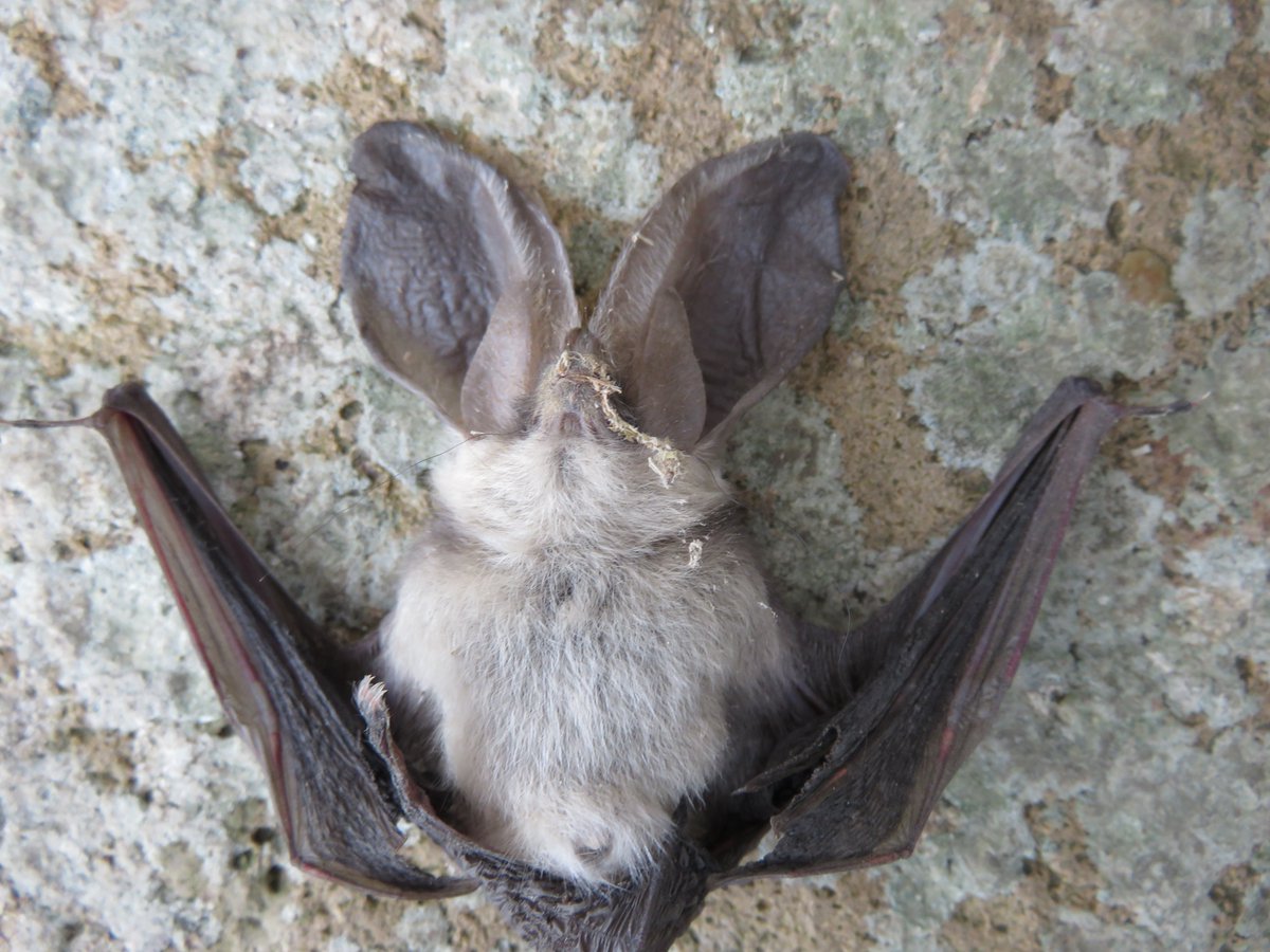 My weekly post from the farm is all about bats debbiekingsley.substack.com/p/bats