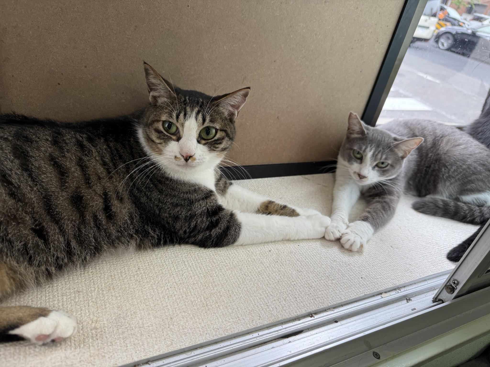 猫の寅さん　専用 商品】寅さんモチーフのかわいい雑貨が登場！ ｜ 寅さんニュース
