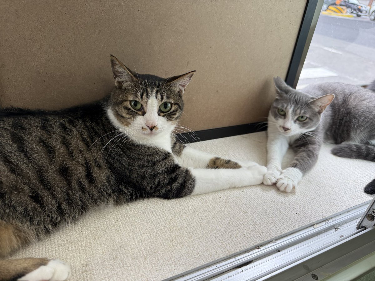 CAT SPOT ZILLION on X: 
