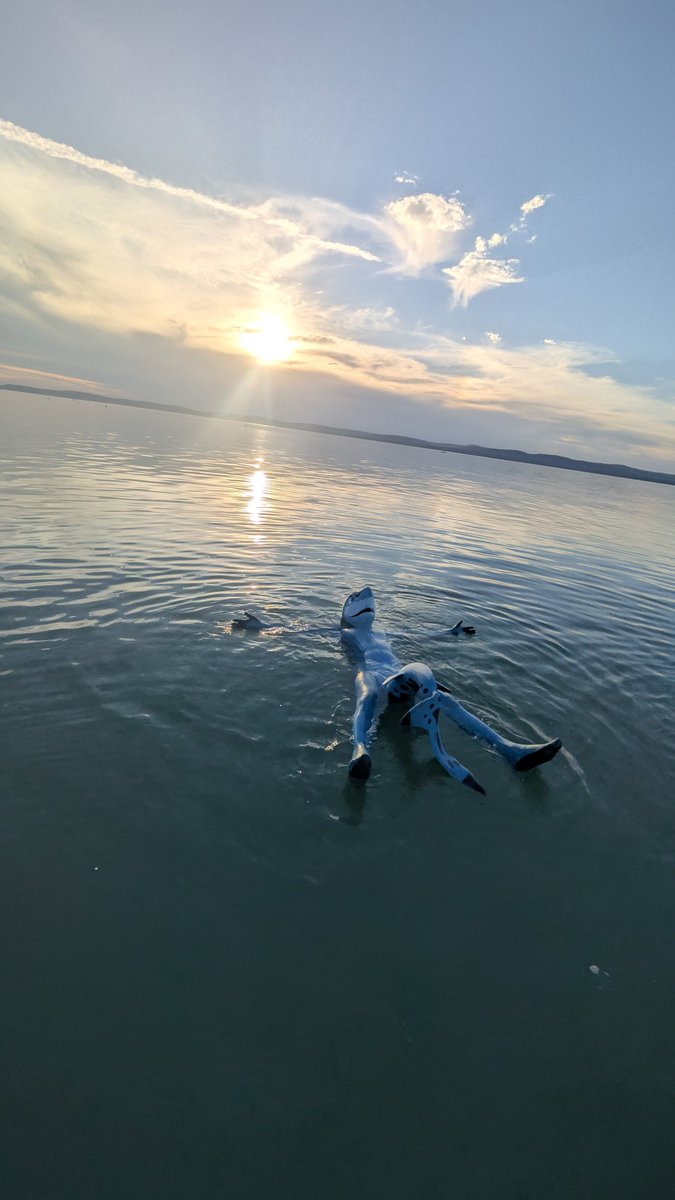 milvusbuteo's tweet image. On vacation with some friends and phins!
Photos by @SeaTeal_Art @ToraFurr18