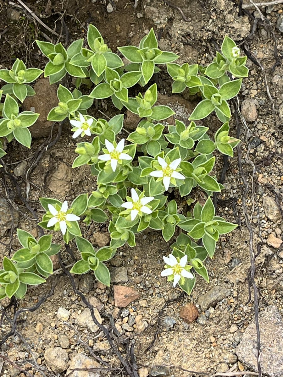 鳥海山へチョウカイフスマを探しに。
お花がたくさん咲いていて先に進みませんでした🥰